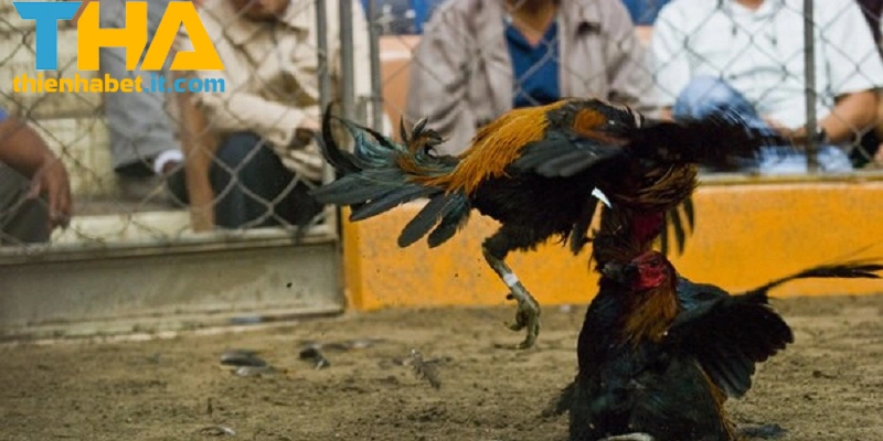 Chiến thuật thi đấu trong đá gà C1 THIENHABET