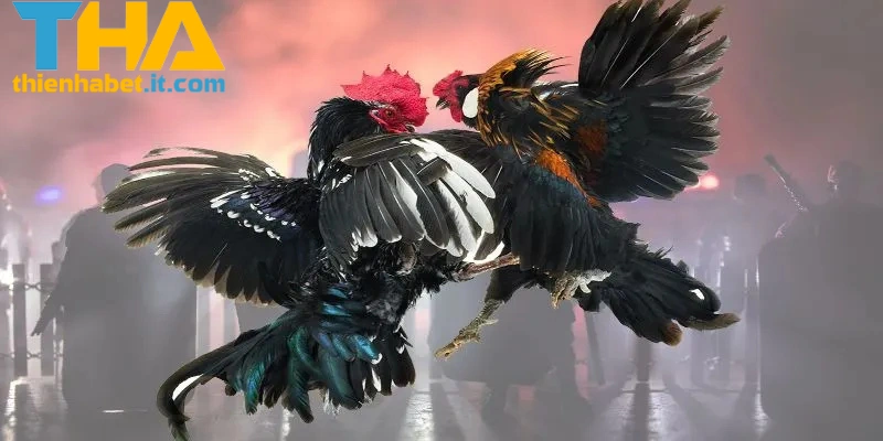 Giới thiệu đá gà Campuchia THIENHABET