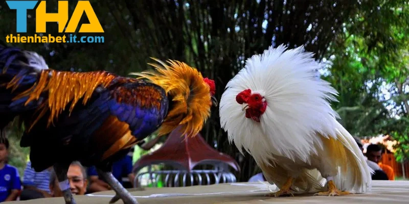 Đặc điểm nổi bật của đá gà Campuchia THIENHABET