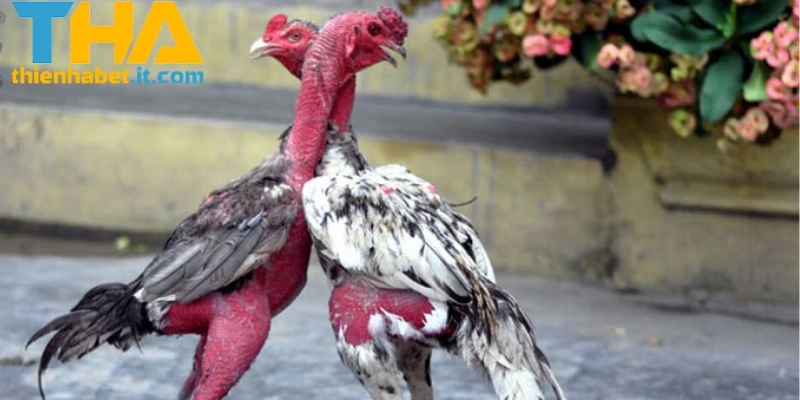 Giới thiệu tổng quan đá gà THIENHABET