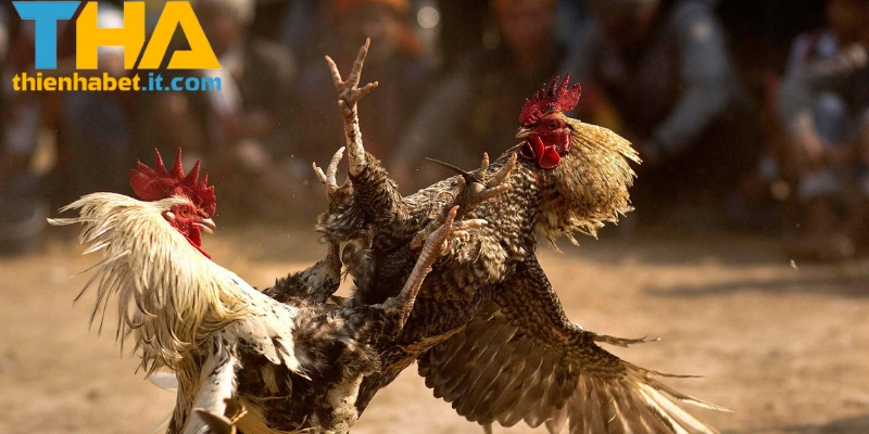 Các hình thức đá gà THIENHABET nổi tiếng tại nhà cái uy tín